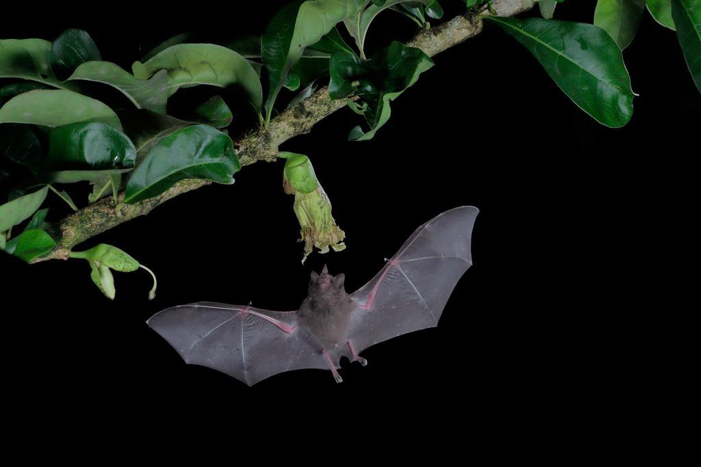 La Laguna Del Lagarto Eco-Lodge Pital  Eksteriør bilde