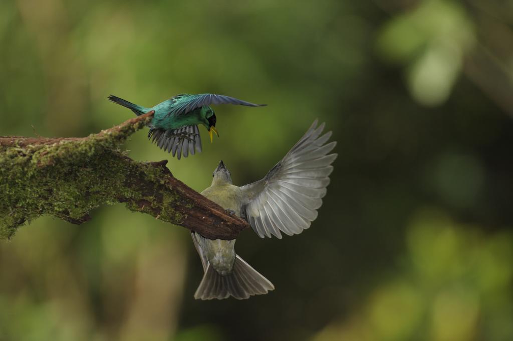 La Laguna Del Lagarto Eco-Lodge Pital  Eksteriør bilde